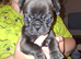 4 gorgeous Frug puppies