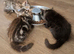 Pair of Ragdoll/Tabby cross kittens Bear &Tia