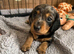 Beautiful mini dachshund pups