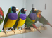 Gouldian finches