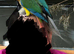 Tame green cheek conures