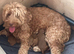 Cavapoos - Early Interest - New Litter