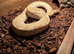 Male Banana Ball Python