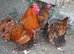 Trio of gold laced Orpington.