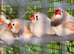 Zebra Finch Pairs