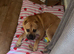 Sharpei cross staffy