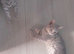 British shorthair tabby kittens