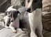 Beautiful KC registered whippets puppies for sale