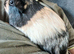 3 female guinea pigs