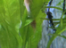 Bristlenose Pleco Fish
