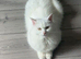 Cotton cat