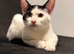 A female kitten is looking for a home.