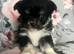 Chichon puppy's