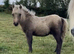 SPSBS registered colt