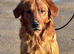 Deep golden pups fully kc health tested parents