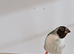 Hen gouldian finch