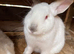 12weeks Old California rabbits