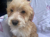 Cockapoo puppies