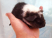 Baby Teddy Guinea pigs 2 for &pound;60