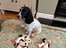 Kennel club FTCH Working cocker spaniel puppies