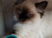 Lovely Ragdoll kittens for sale