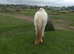 COB x blue and white 2yr old filly