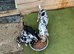 Chihuahua puppies