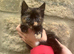 Kitten ready now!