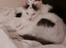 Two kittens, one male and one female, mixed breed.
