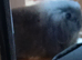 MINI LION LOP RABBITS
