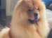 KC registered chow chow for sale