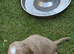 Sproker puppies for sale
