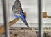 Budgies