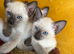 Siamese kittens ready September