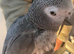 Beautiful Tame African Grey Parrot – Looking for a Loving Home