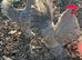 Porcelain booted bantam hatching eggs