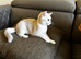 Beautiful White BSH with slight Chinchilla pattern looking for home