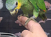 Amazon parrot