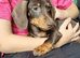 Dachshund puppy for sale