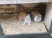 Continental Dutch mix breeds