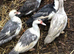 Muscovy