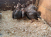 Guinea fowl keets