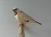 Long-tailed Finch