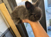 Full face English Angora