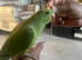 Indian ringneck