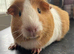 Dutch Guinea pig Sows Ready now