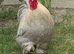 Lavender pekin cockerel
