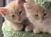 Maine coon mix