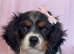 Beautiful Cavalier girl