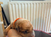 Belgian mali cross